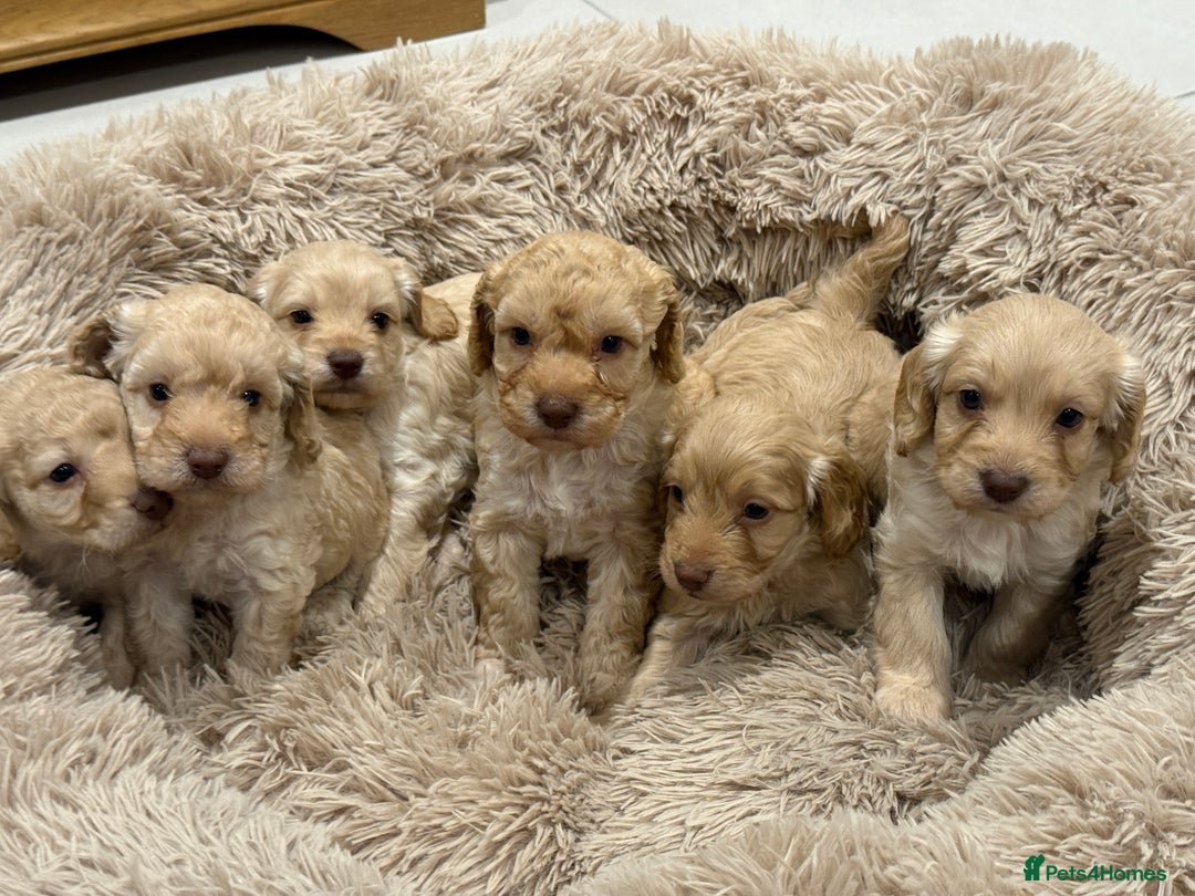 Cockapoo dogs for sale: Cockapoo puppies - Image 1