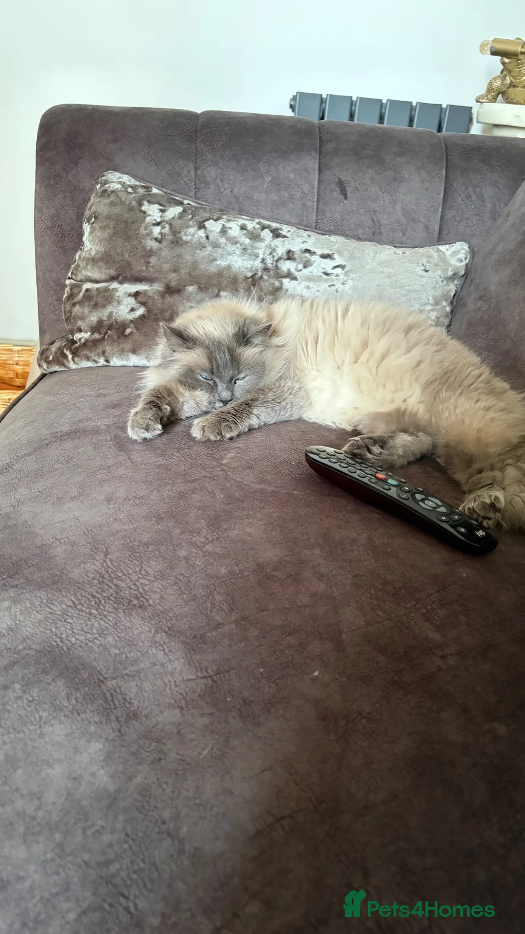 Ragdoll cats for sale: Pure ragdoll two boys  - Advert 7