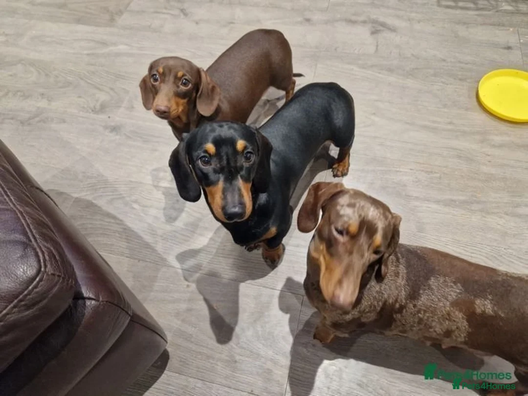 Dachshund dogs for stud: For stud! KC registered miniature dachshund  in Bristol - Image 6