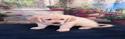 Golden Retriever dogs for sale: Beautiful Golden Retriever puppies - Advert 11