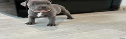 Staffordshire Bull Terrier dogs for sale: Blue Stafford bull terriers  - Advert 11