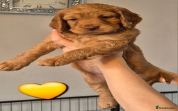 Cockapoo dogs for sale: F1 Cockapoo X Working Cocker Spaniel  - Image 2
