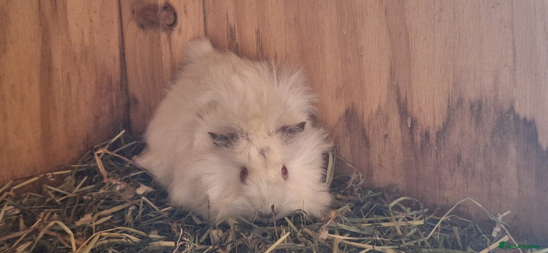 Guinea Pig rodents for sale: Funky male baby Guinea Pigs  - Image 3