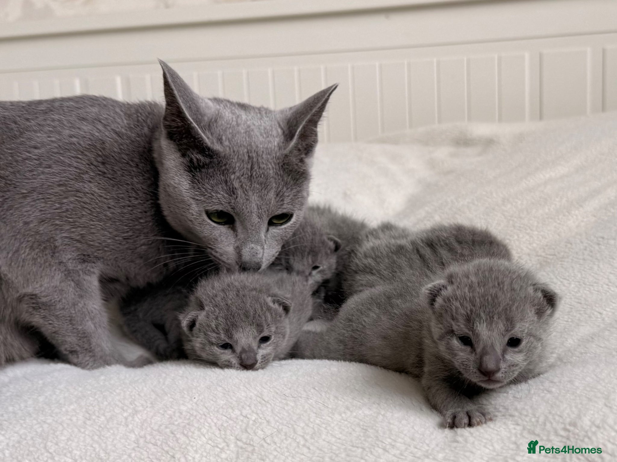 Russian Blue cats TICA Russian Blue Kittens - Advert 2
