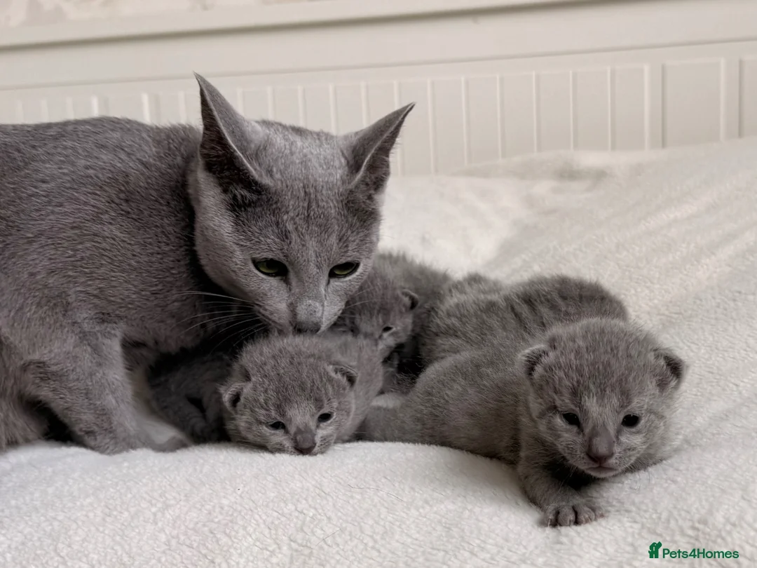 Russian Blue cats for sale: TICA Russian Blue Kittens - Advert 1