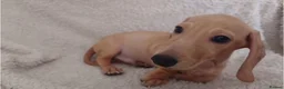 Miniature Dachshund dogs for sale: Cream Mini Dachshund Puppy Last one - Advert 10