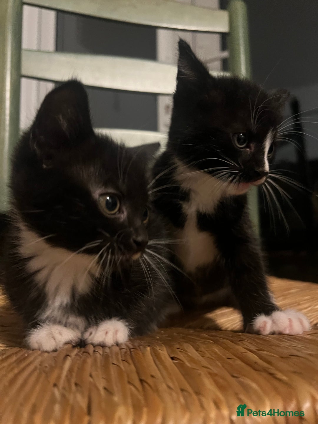 Mixed Breed cats for sale: Bengal Mix- Ready! 4/6 left  - Image 5