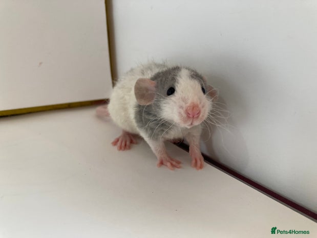 Dumbo Rat rodents for sale | Pets4Homes