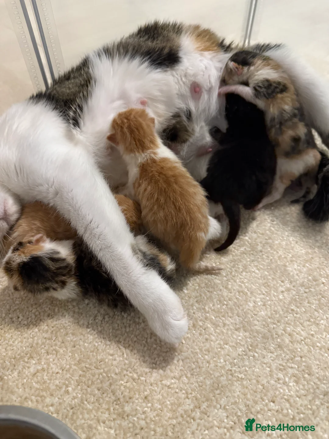 Domestic Shorthair cats for sale: 5 kittens available  - Advert 16