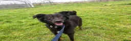 Mixed Breed dogs for adoption: Newton - Norwich Norfolk  - Advert 5