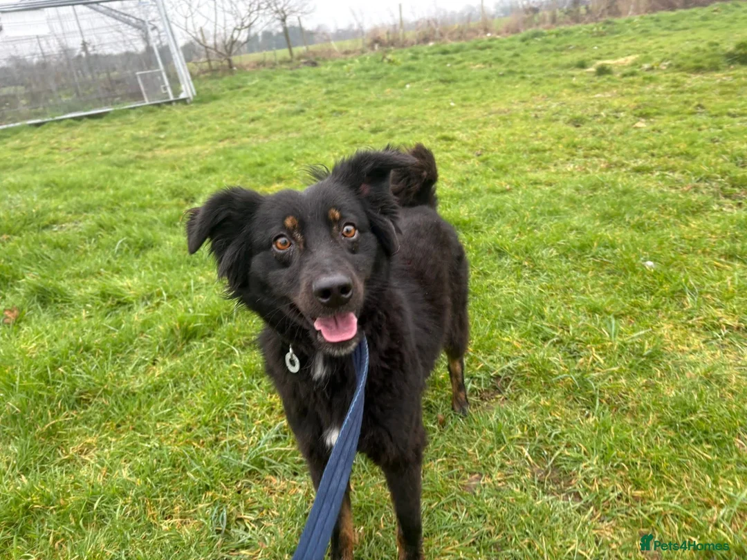 Mixed Breed dogs for adoption: Newton - Norwich Norfolk  - Advert 5