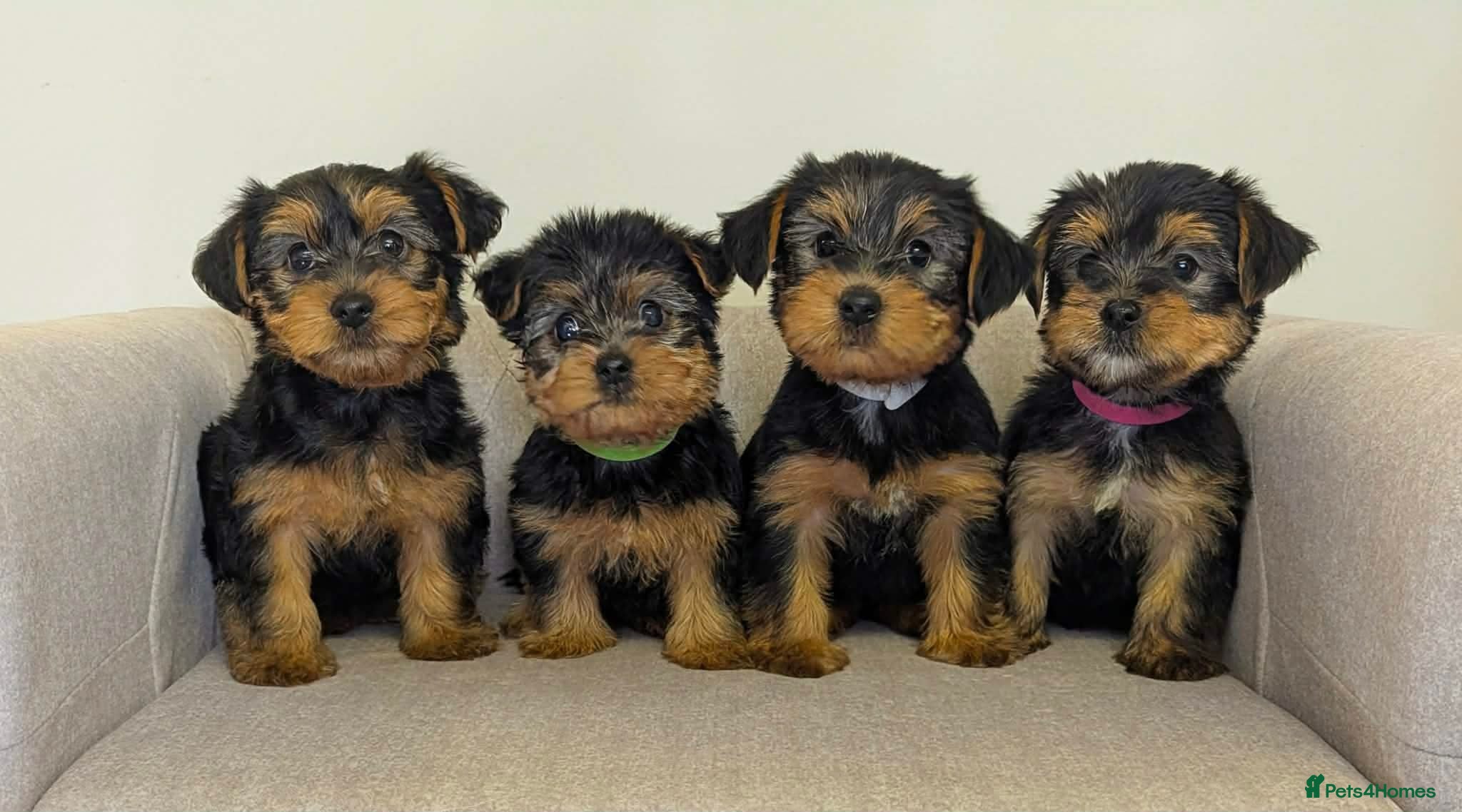 Yorkshire Terrier dogs Yorkshire terrier puppies for sale  - Advert 6