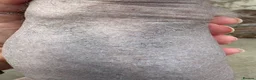 Chinese Crested dogs for sale: Hairless Chinese Cresteds  - Advert 7