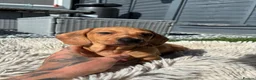 Miniature Dachshund dogs for sale: Miniature Dachshund  - Advert 7