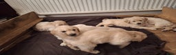 Golden Retriever dogs for sale: ⭐️⭐️Gorgeous White Golden Retriever Pups⭐️⭐️ - Advert 4