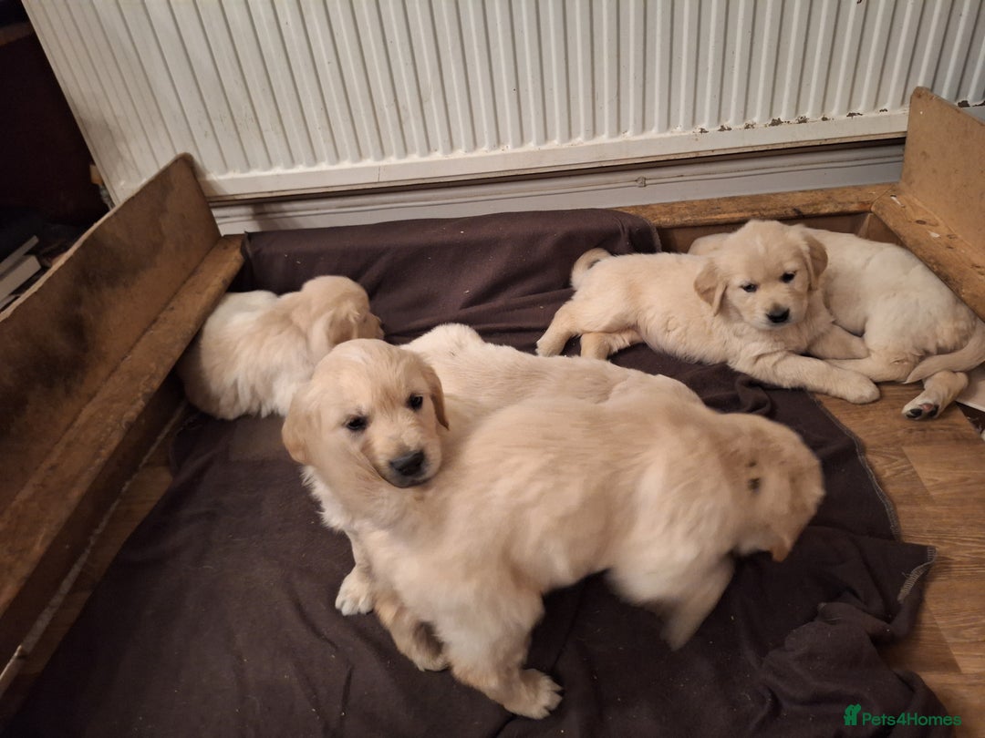 Golden Retriever dogs for sale: ⭐️⭐️Gorgeous White Golden Retriever Pups⭐️⭐️ - Advert 4