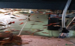 Live Bearers fish for sale: Beautiful assorted young guppies (priced per 5) - Image 7