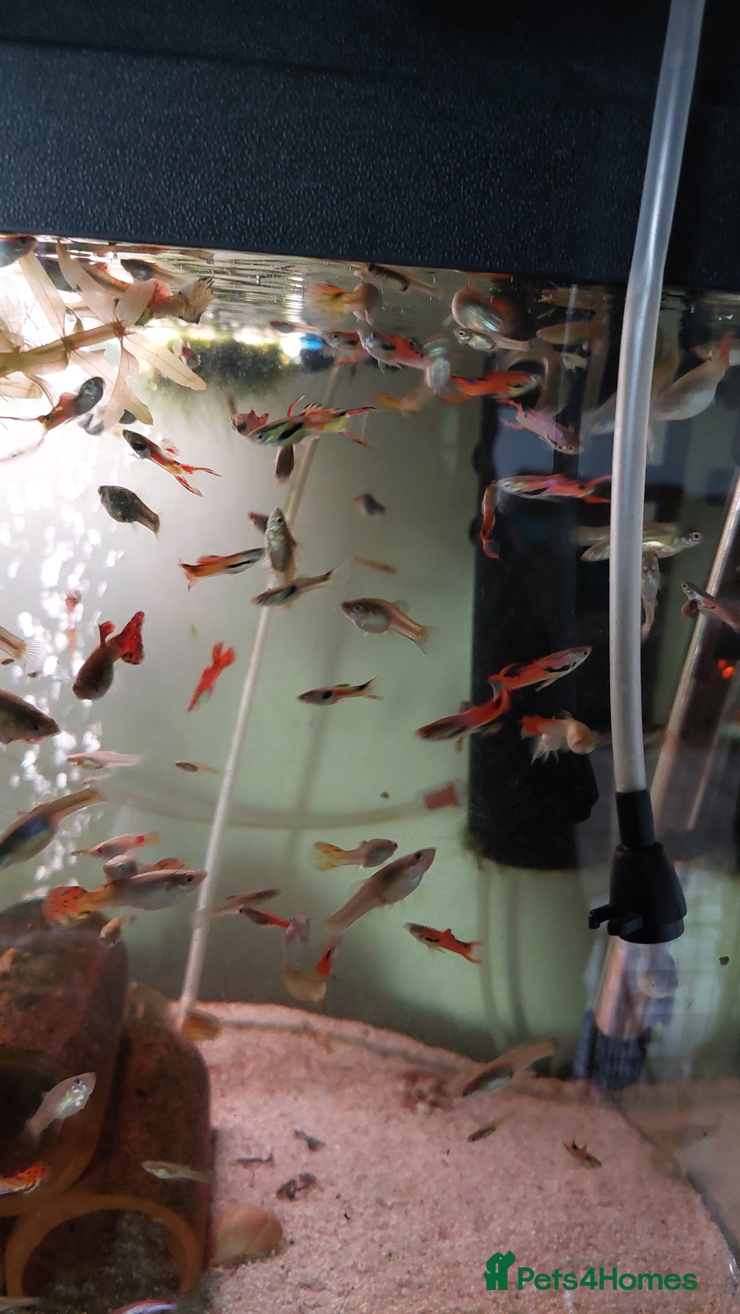 Live Bearers fish for sale: Beautiful assorted young guppies (priced per 5) - Image 7