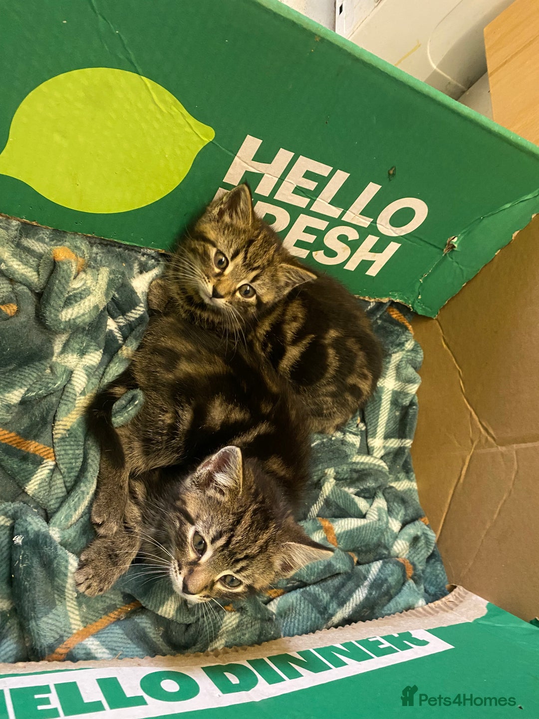 Mixed Breed cats for sale: Crazy Kitchen Kittens !  - Advert 4