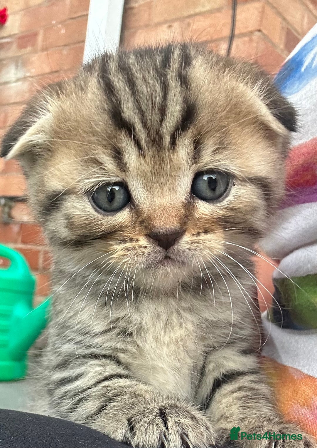 Scottish Fold cats for sale: 🆘🆘READY!🆘🆘Scottish shorthair  - Image 11
