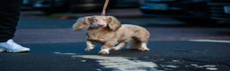 Miniature Dachshund dogs for sale: 🐾 GORGEOUS DACHSHUND PUPPIES 🐾 - Advert 3