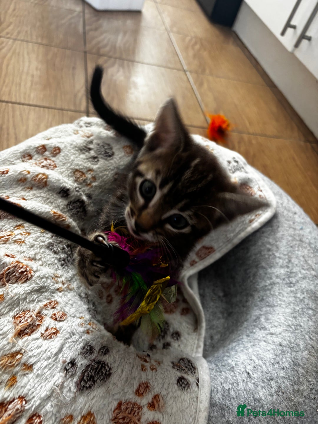 Mixed Breed cats for sale: Bengal kittens/mum bengal  - Image 5