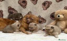 Pomeranian dogs for sale: Teddy bear poms x - Image 11