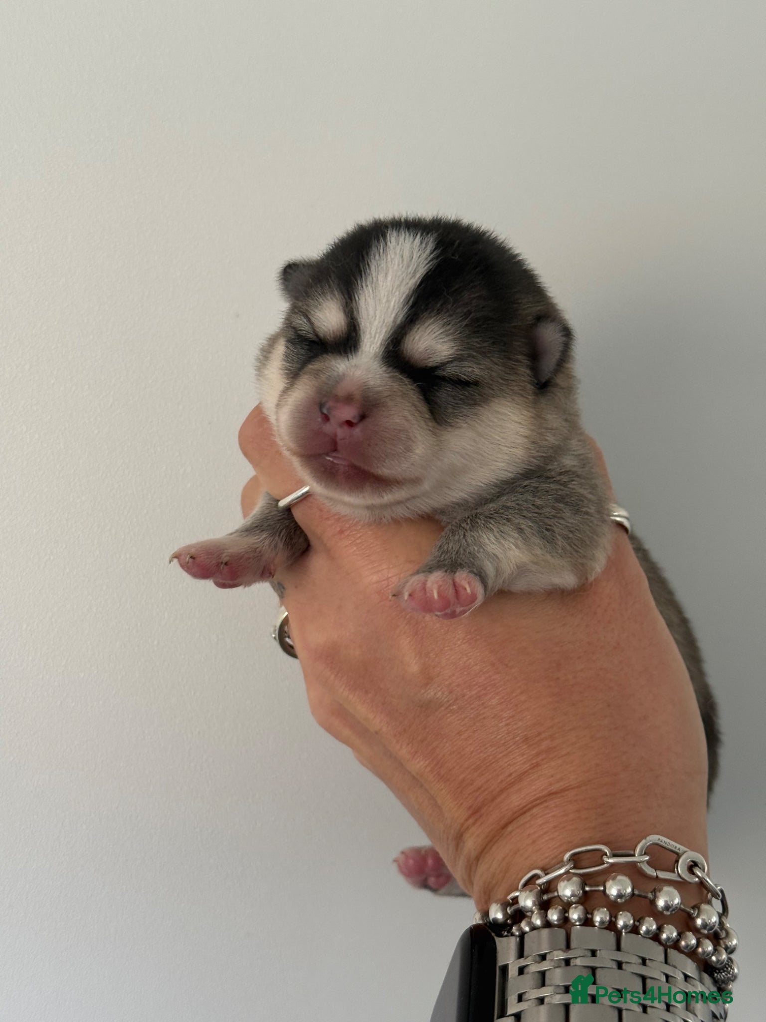 Pomsky dogs Stunning F1B Pomsky’s - Advert 1