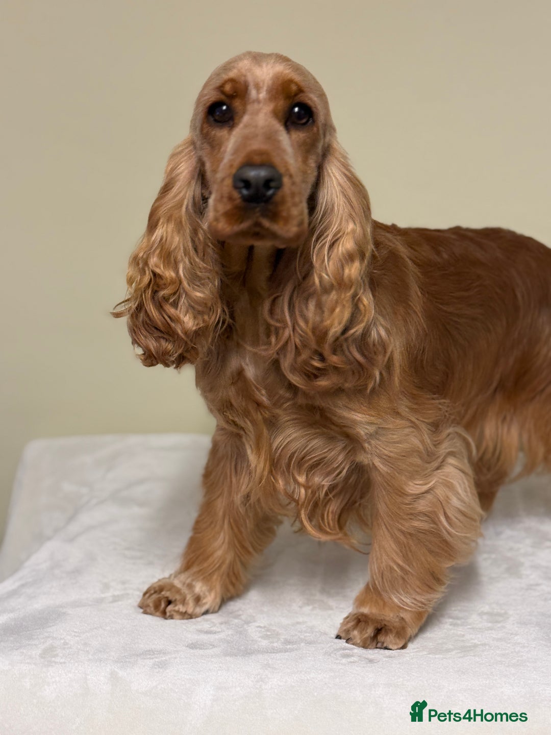 Cocker Spaniel dogs for sale: THE Adorable Chaka Khan - Advert 6