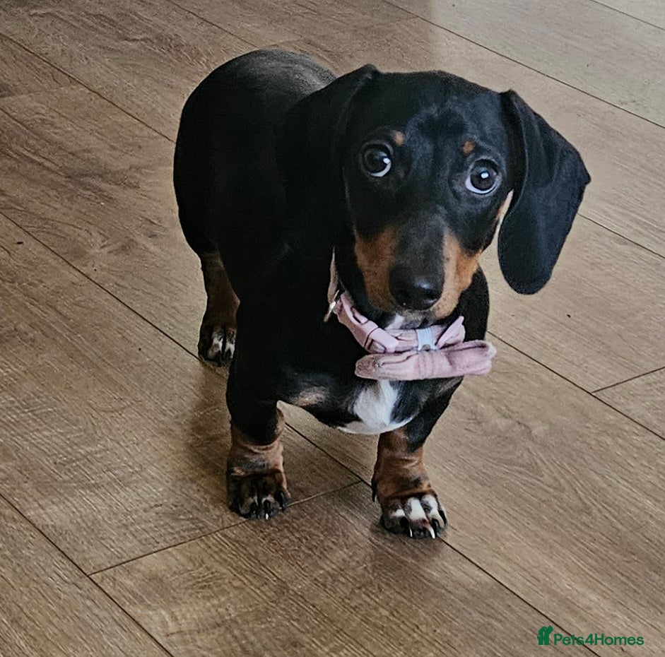 Miniature Dachshund dogs 4 month old female miniature dachshund  - Advert 1