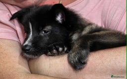 Mixed Breed dogs for sale: Belgian malinois x German shepherd puppies - Image 32
