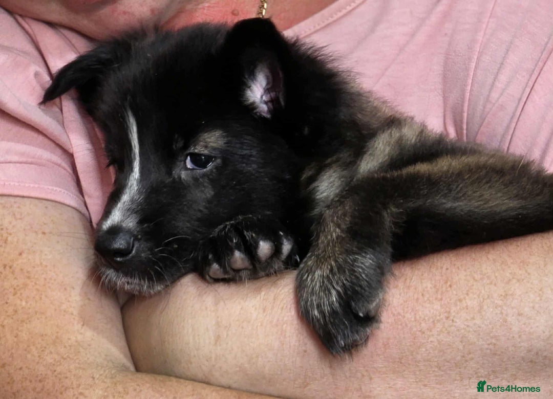 Mixed Breed dogs for sale: Belgian malinois x German shepherd puppies - Image 32
