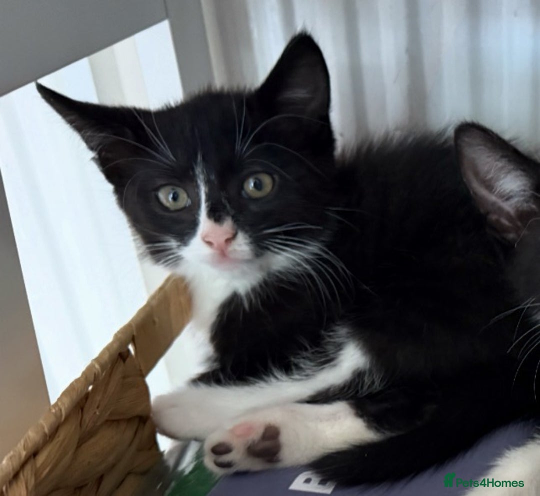 Mixed Breed cats for sale: Kitten for sale (14 weeks old)  - Image 3