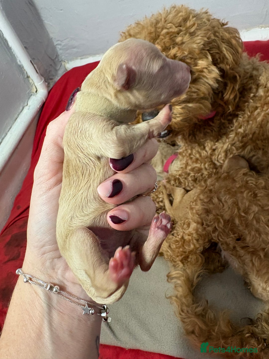 Cavapoochon dogs for sale: Cavapoochon  - Image 12