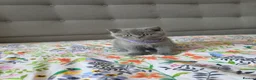 British Shorthair cats for sale: Ready to go British Shorthair kittens  - Advert 19