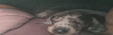 Dachshund 2