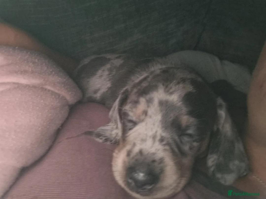 Dachshund dogs for sale: Stunning dapple girl dachshund standard - Advert 2