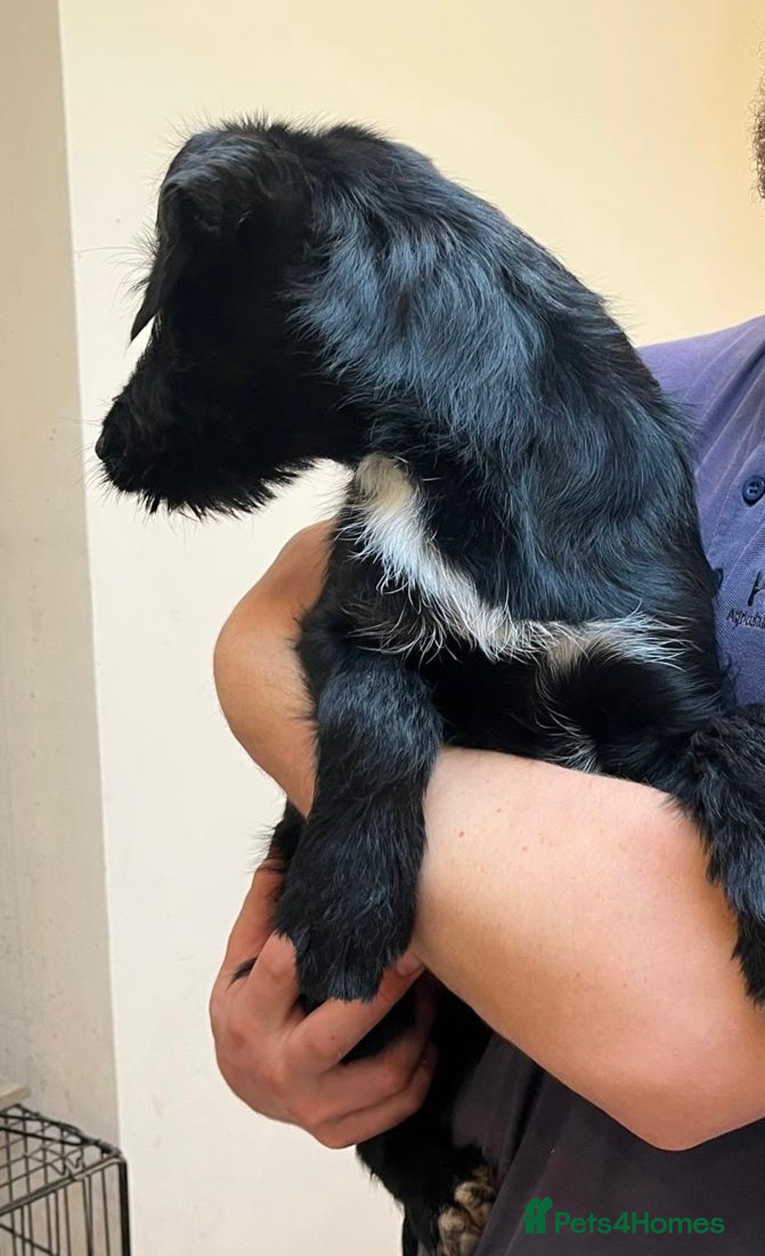 Mixed Breed dogs for sale: READY FOR HOMES - BorderCollieXLabradoodle Puppies in Oswestry - Advert 5