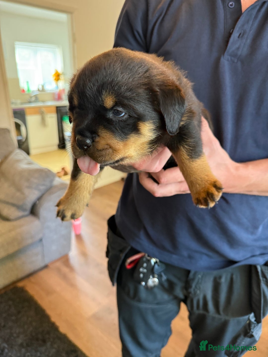 Rottweiler dogs for sale: Rottweiler puppies  - Image 12