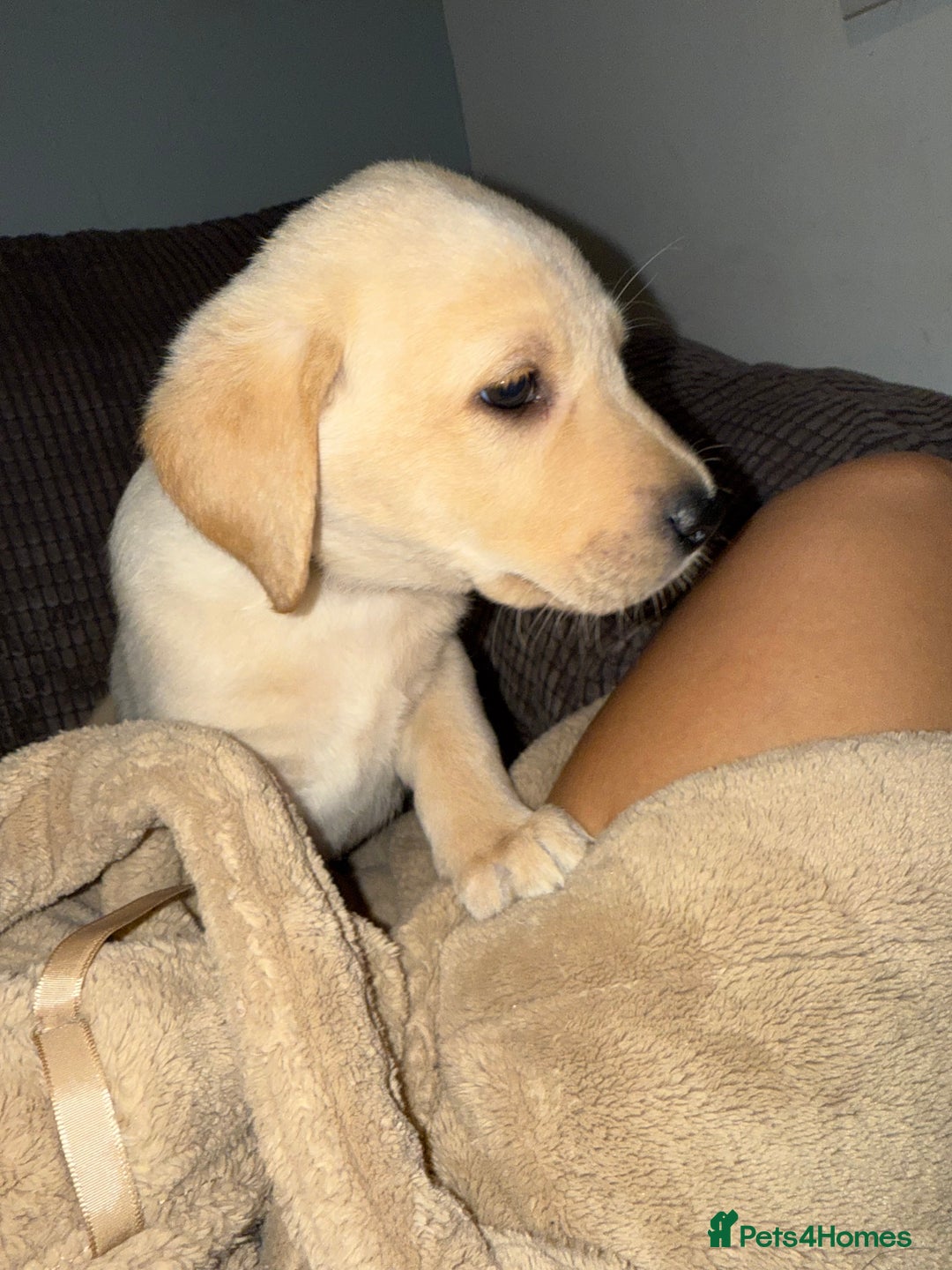 Labrador Retriever dogs for sale: 9 Adorable Labrador Puppies! 2 Pups remaining!  - Advert 15