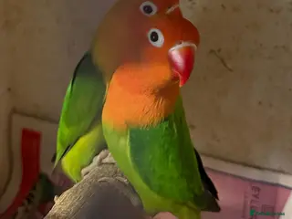 Lovebirds birds Baby Love Birds🦜 - Advert 1