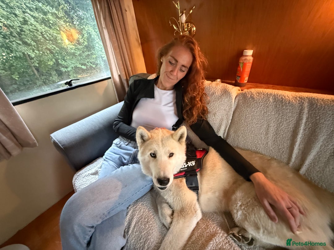 Siberian Husky dogs for sale: White male husky- 3 years old - Image 8