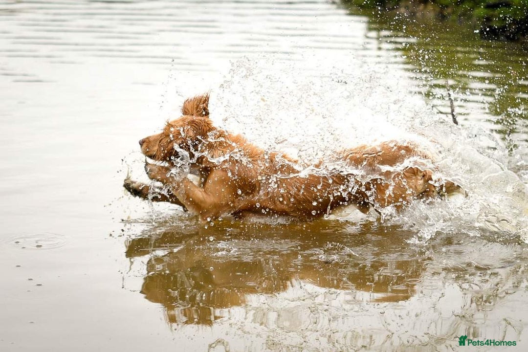 Cocker Spaniel dogs for sale: Working Cocker Spaniels  - Image 7