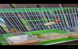 Canaries birds for sale: Young canarie bird with cage  - Image 3