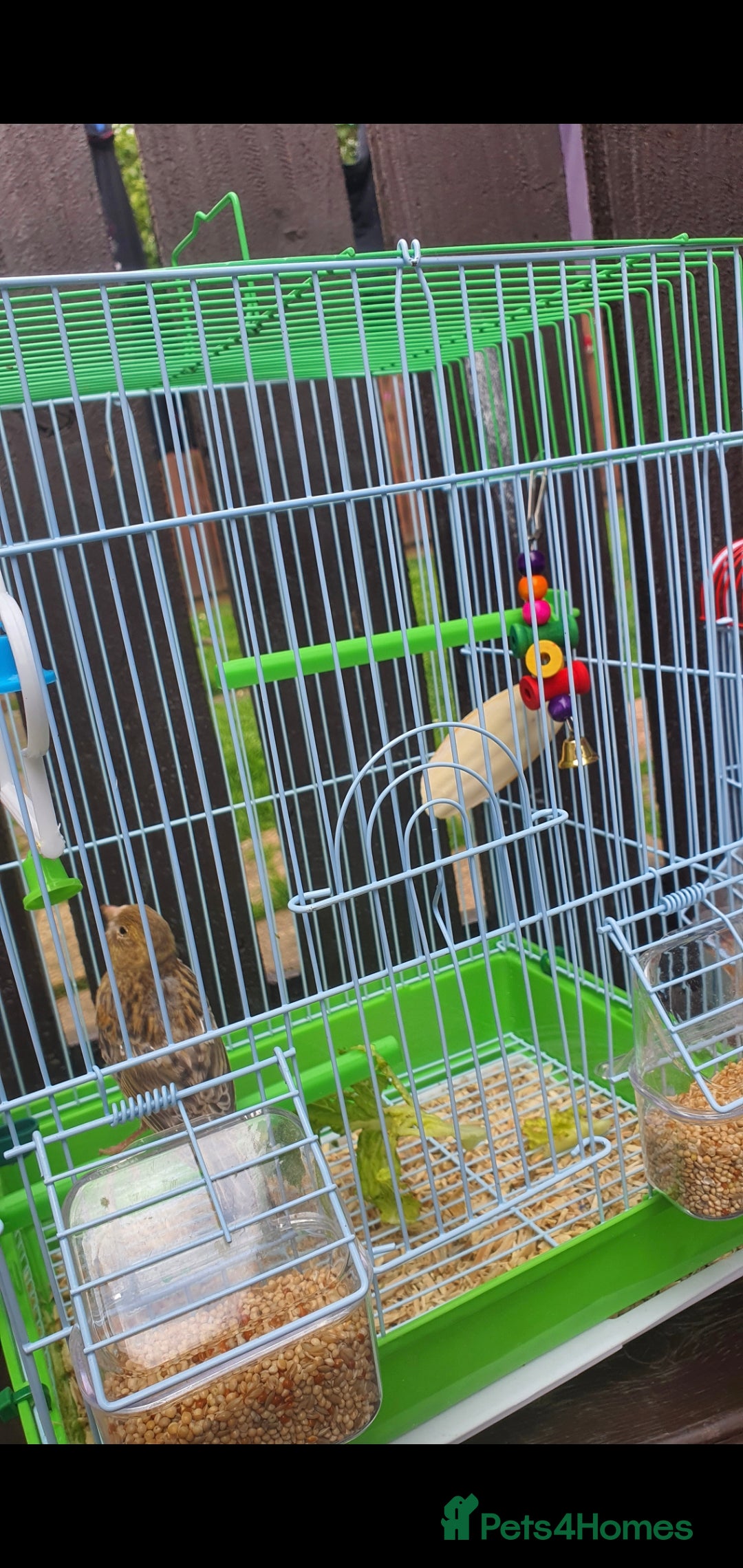 Canaries birds for sale: Young canarie bird with cage  - Image 3