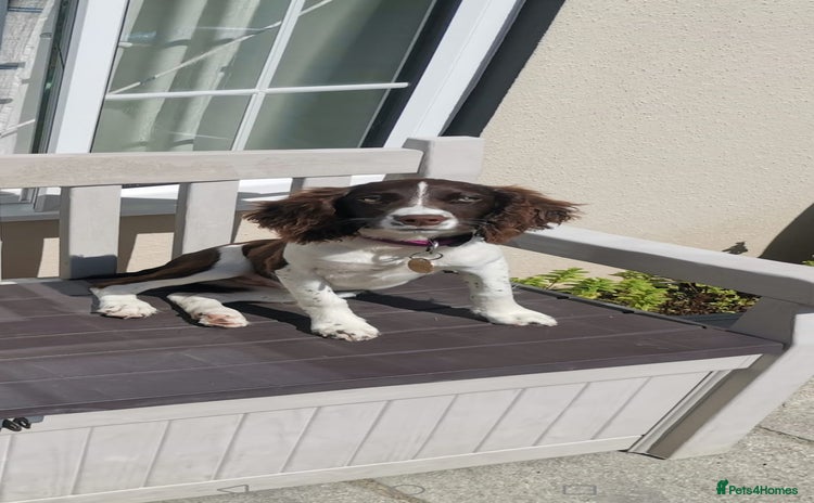 English Springer Spaniel dogs - Advert 14