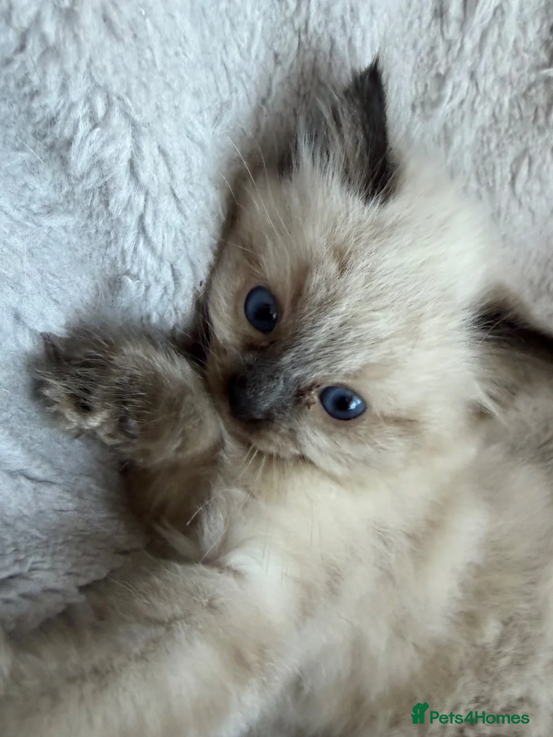 Ragdoll cats for sale: Beautiful ragdoll girls!  - Advert 1