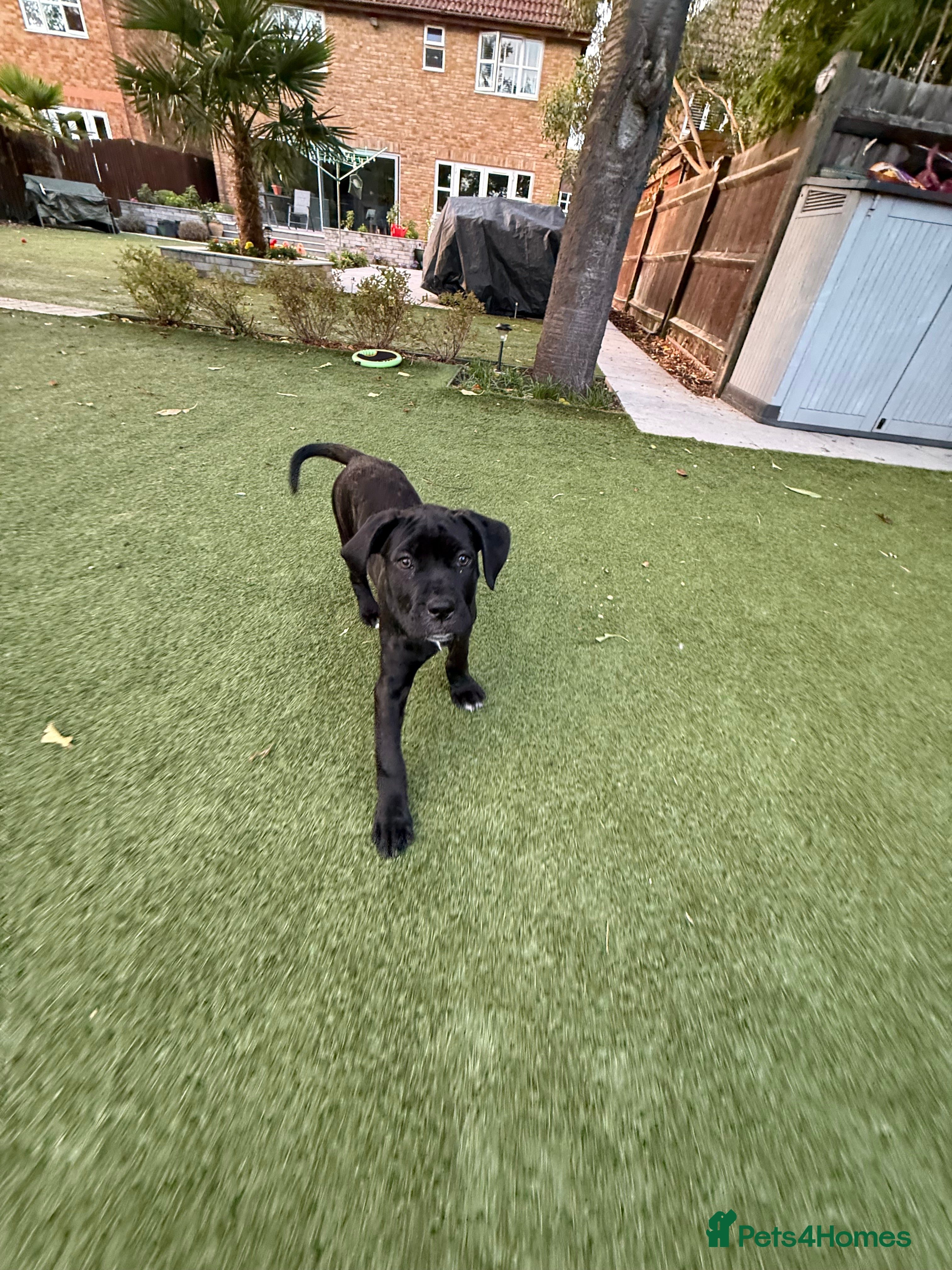 Cane Corso dogs Cane corso puppies - Advert 2