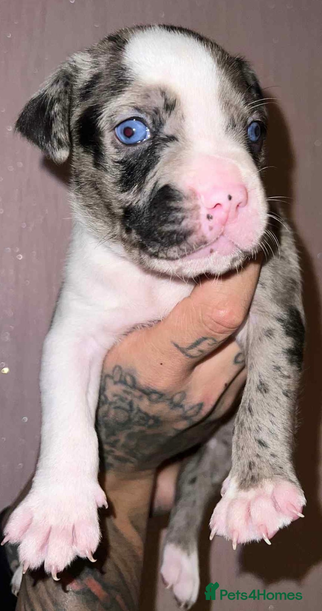 Staffordshire Bull Terrier dogs for sale: Beautiful Puppies Are  Looking For New Home :) - Advert 6