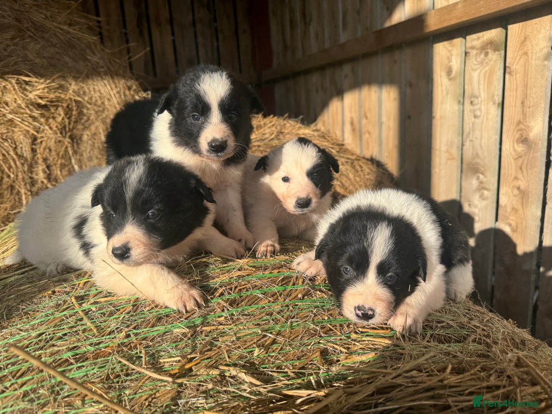Border Collie dogs for sale: Very cute Border Collie Pups From Working Dogs - Advert 2